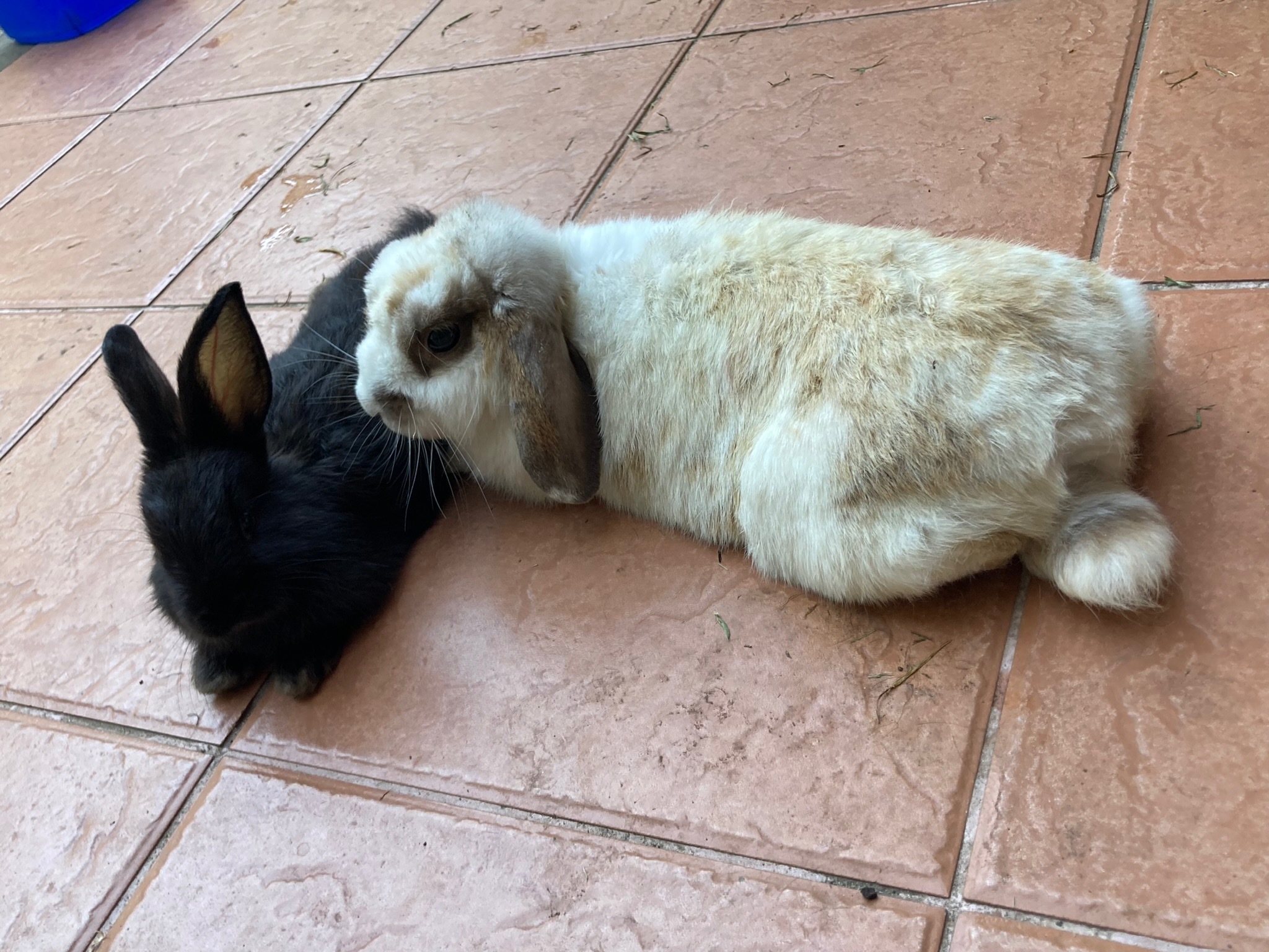 Frank OnlyFans header