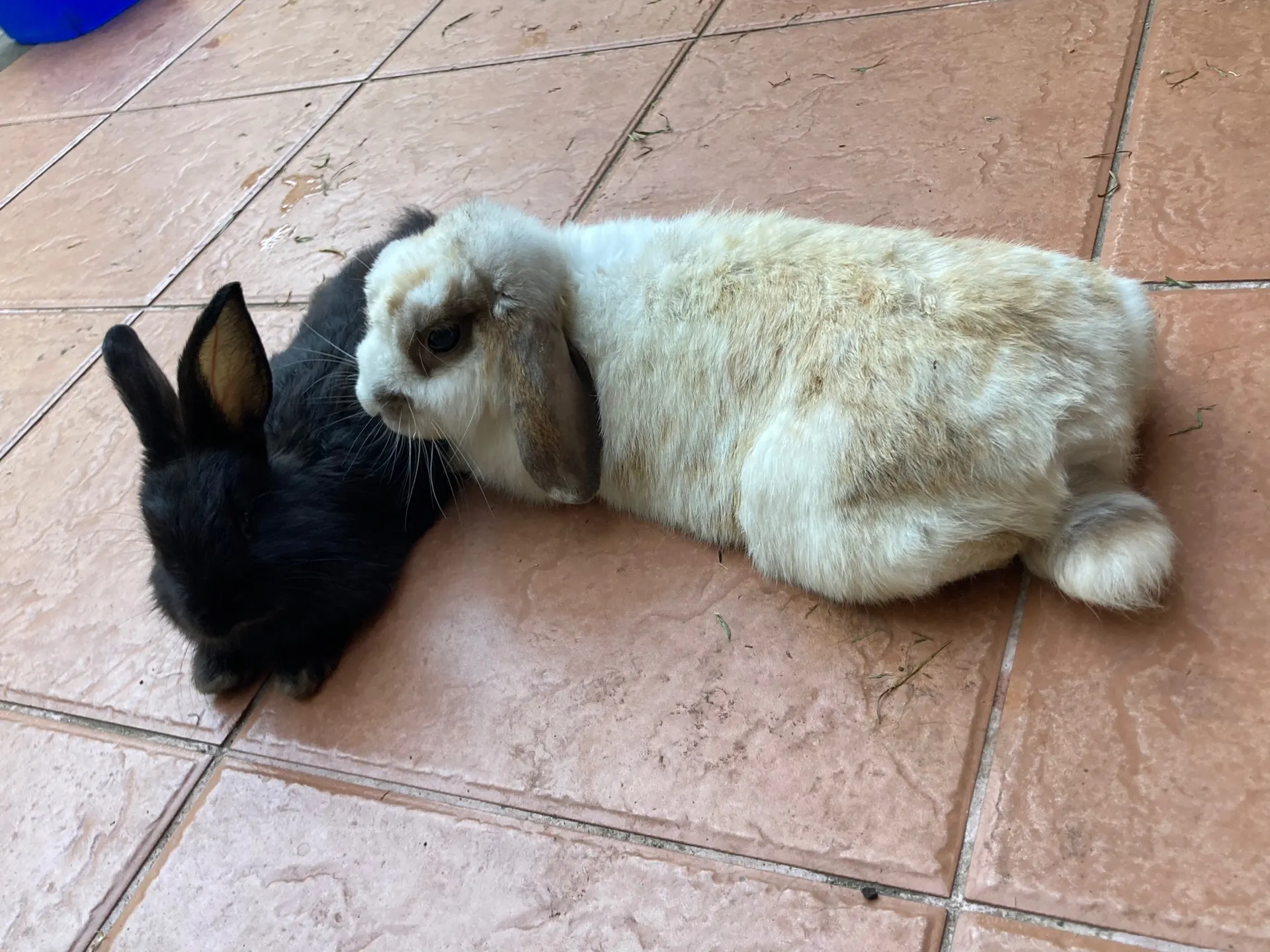 Frank OnlyFans header