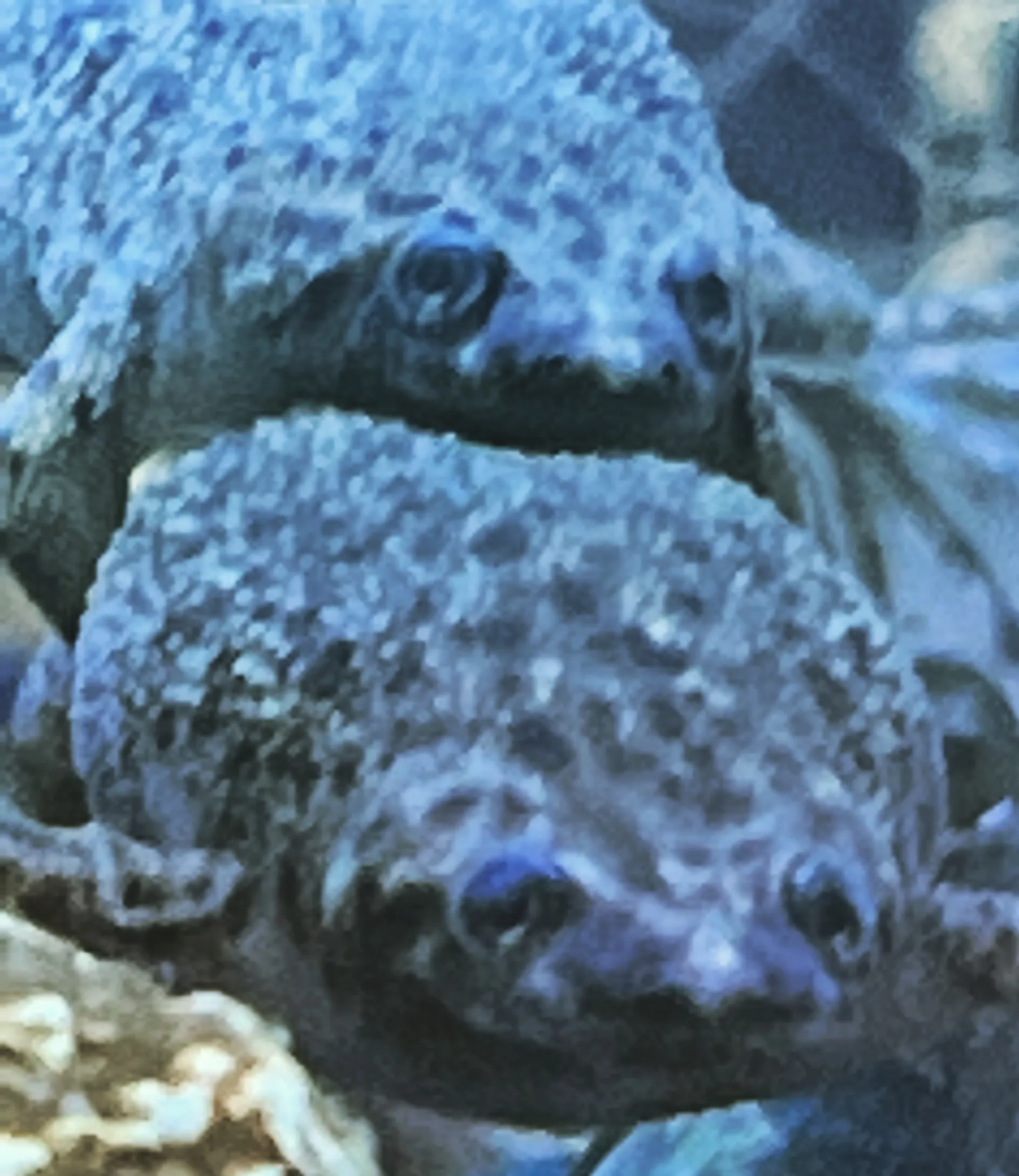 Only Frogs OnlyFans header