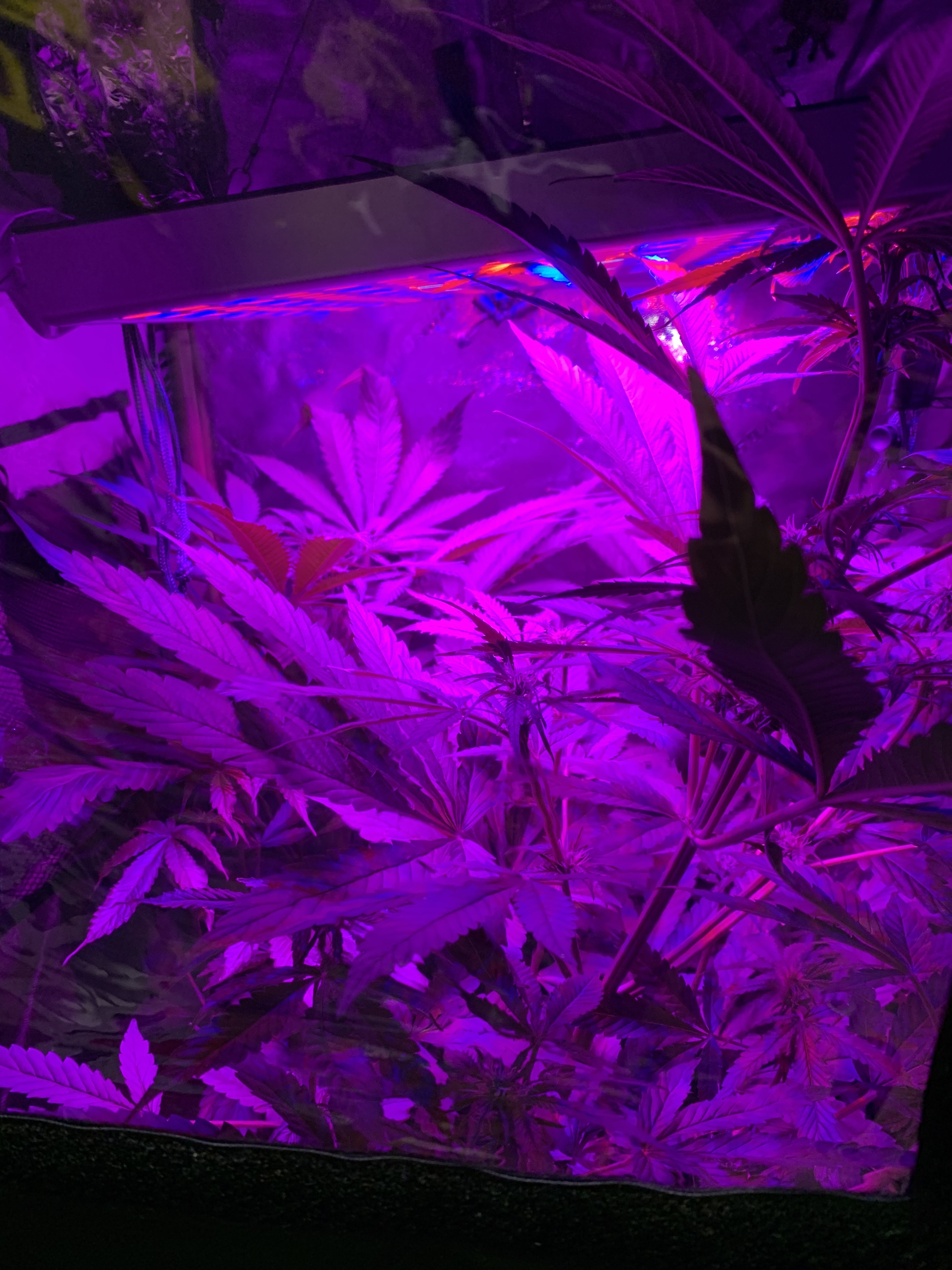 Frankie OnlyFans header