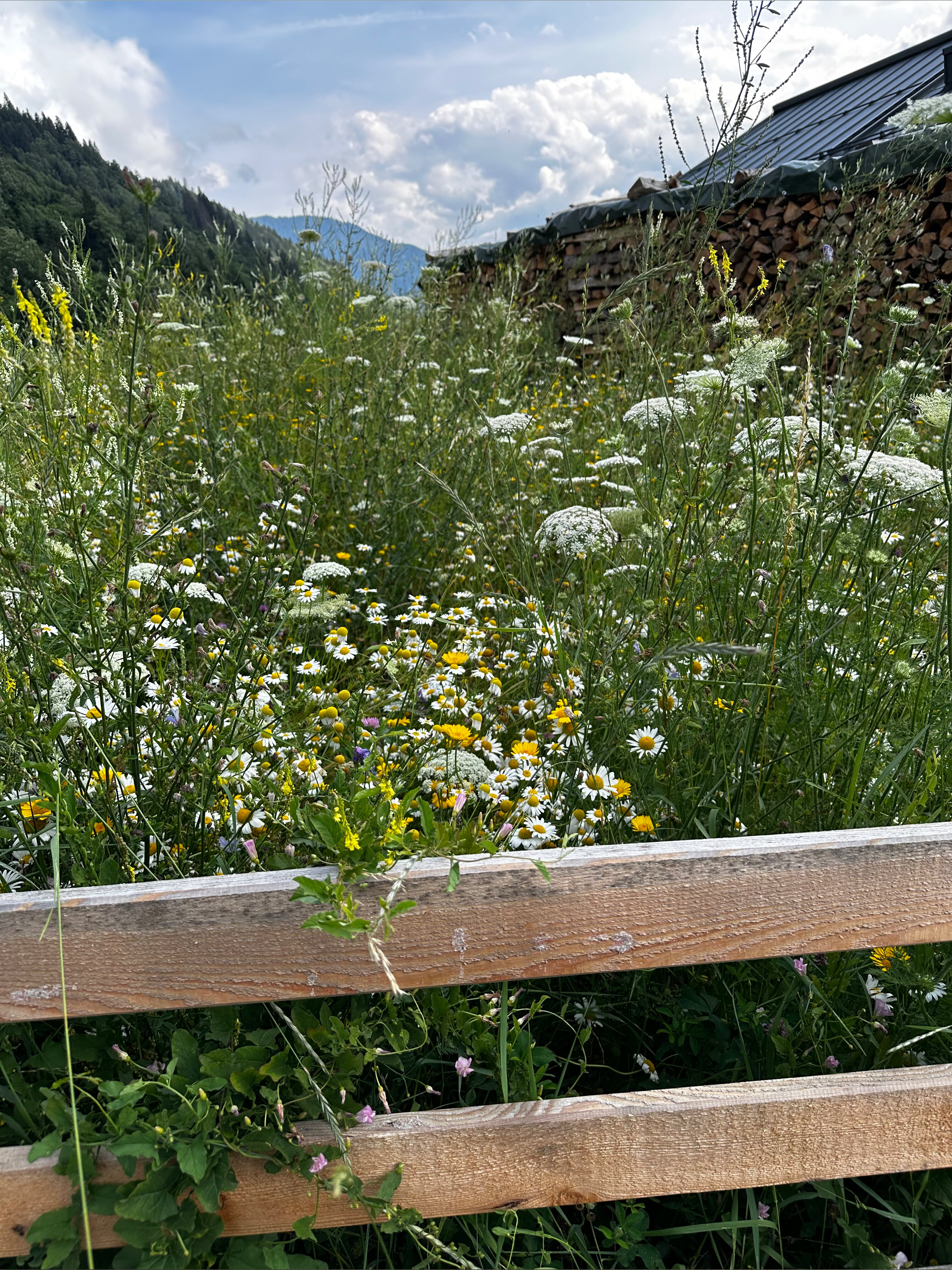 Violetuwu OnlyFans header