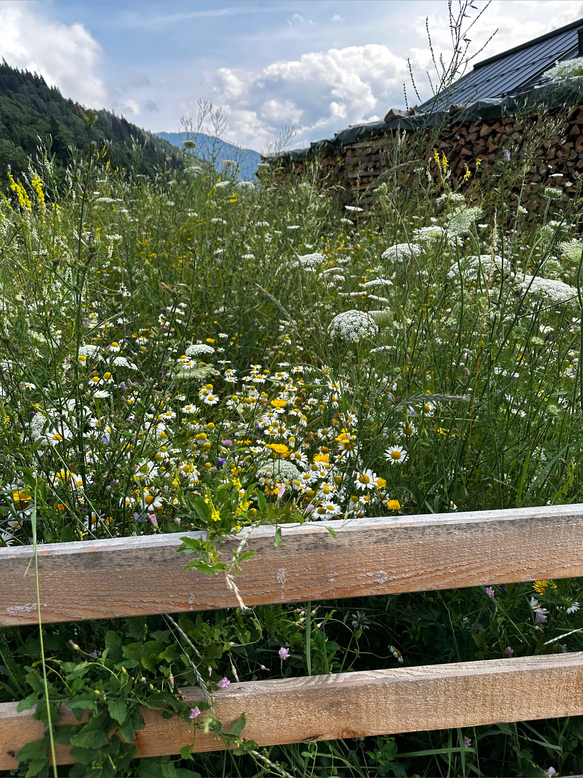 Violetuwu OnlyFans header