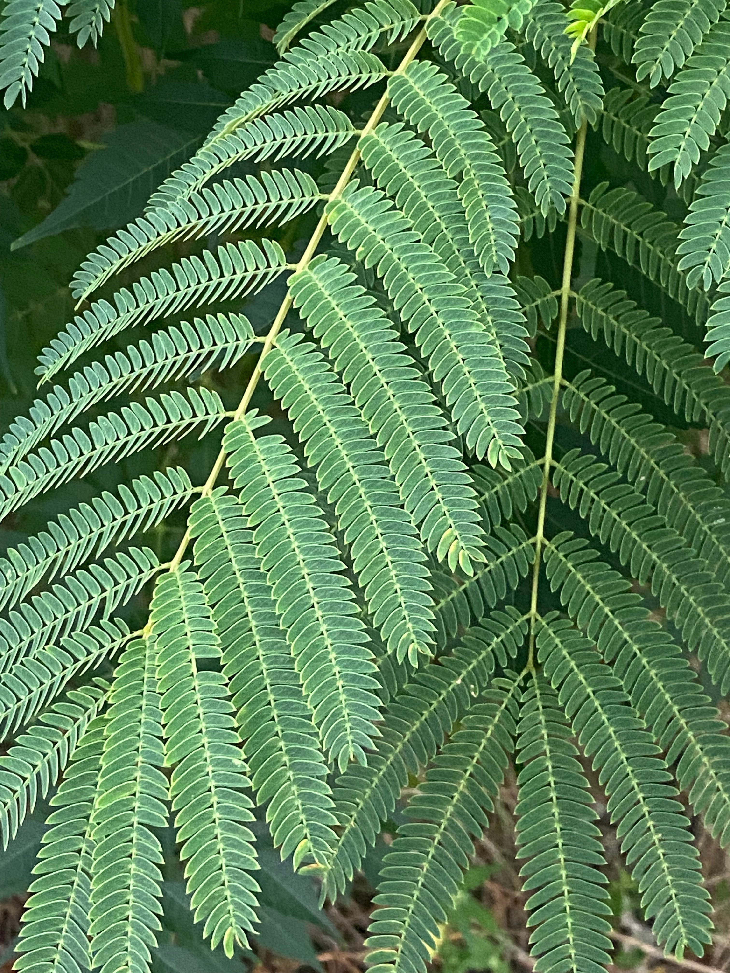 Alexa 💋 OnlyFans header