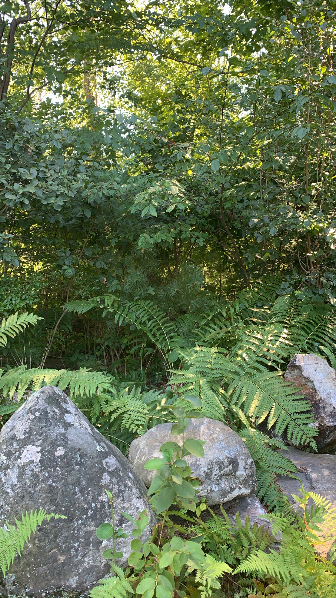 olive OnlyFans header