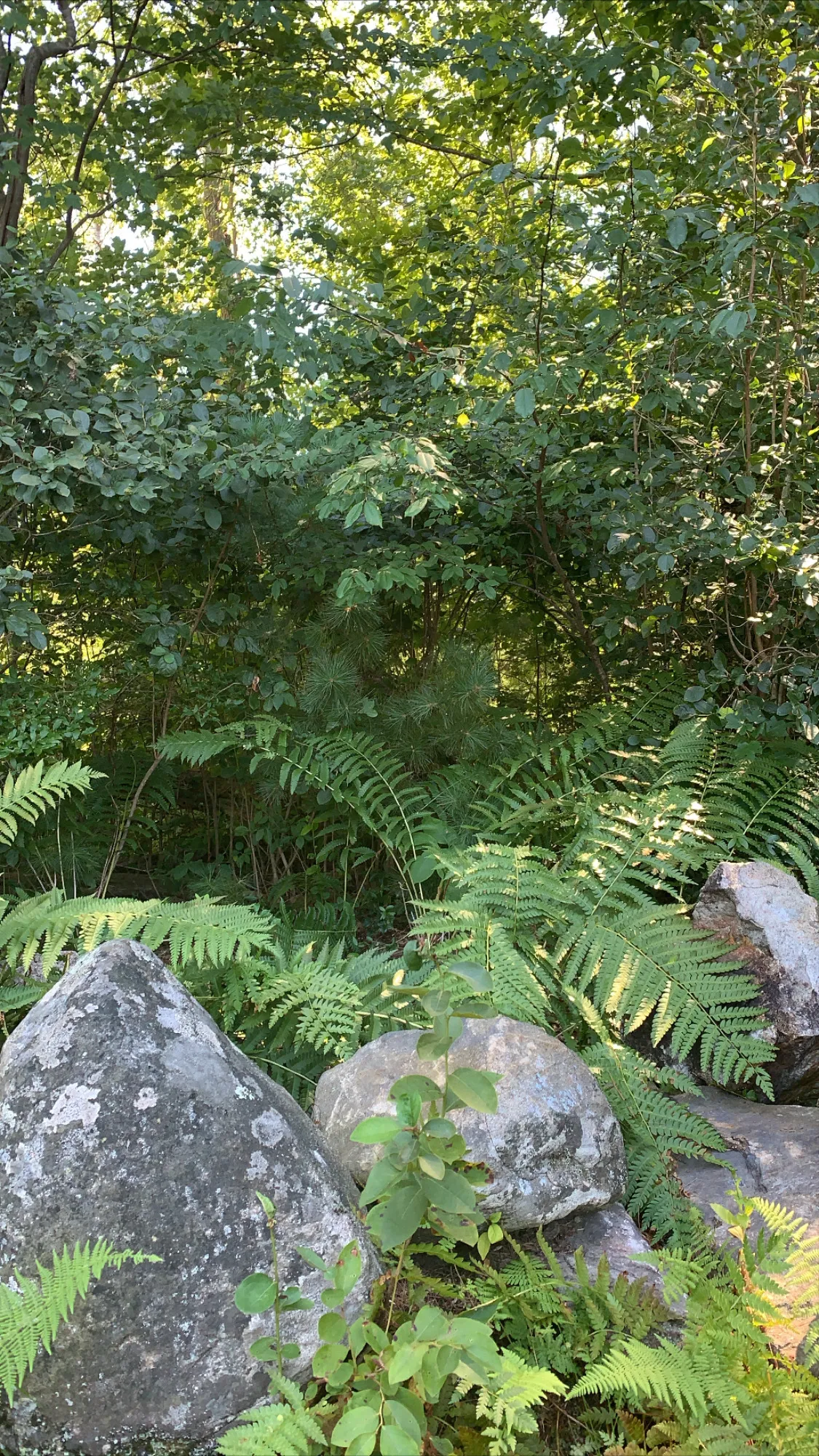 olive OnlyFans header