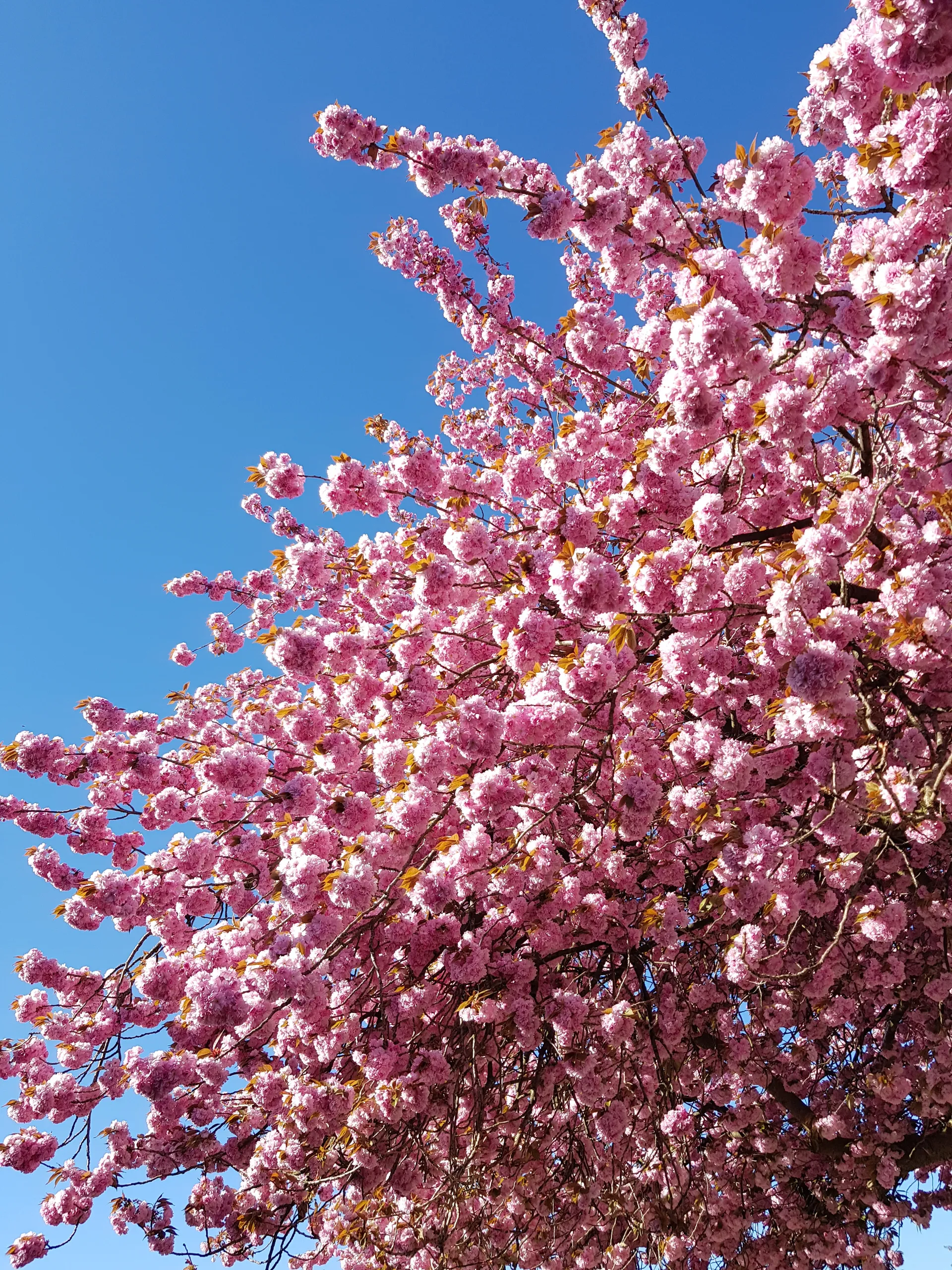 Friederike OnlyFans header