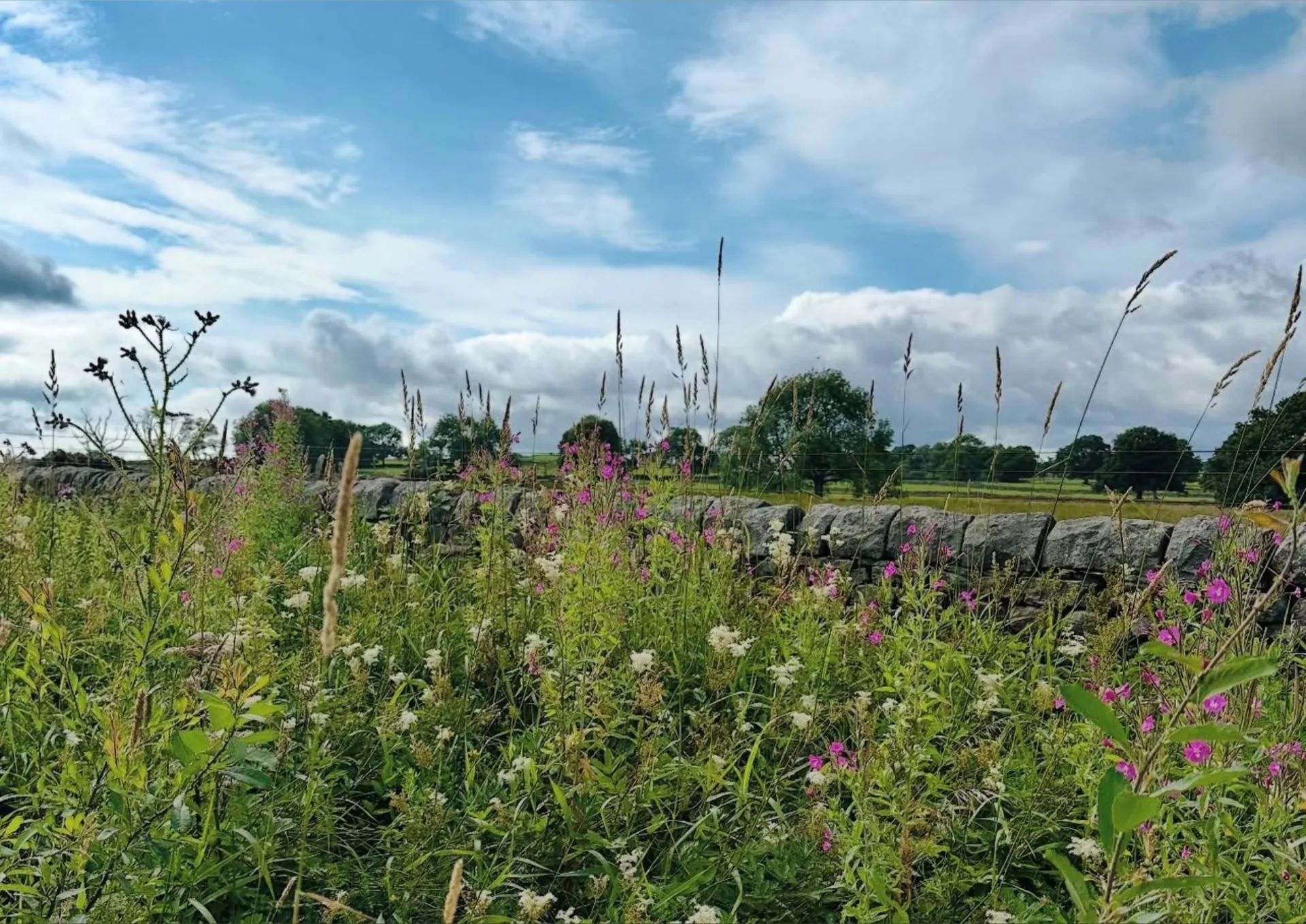 FreePhoebeMae OnlyFans header