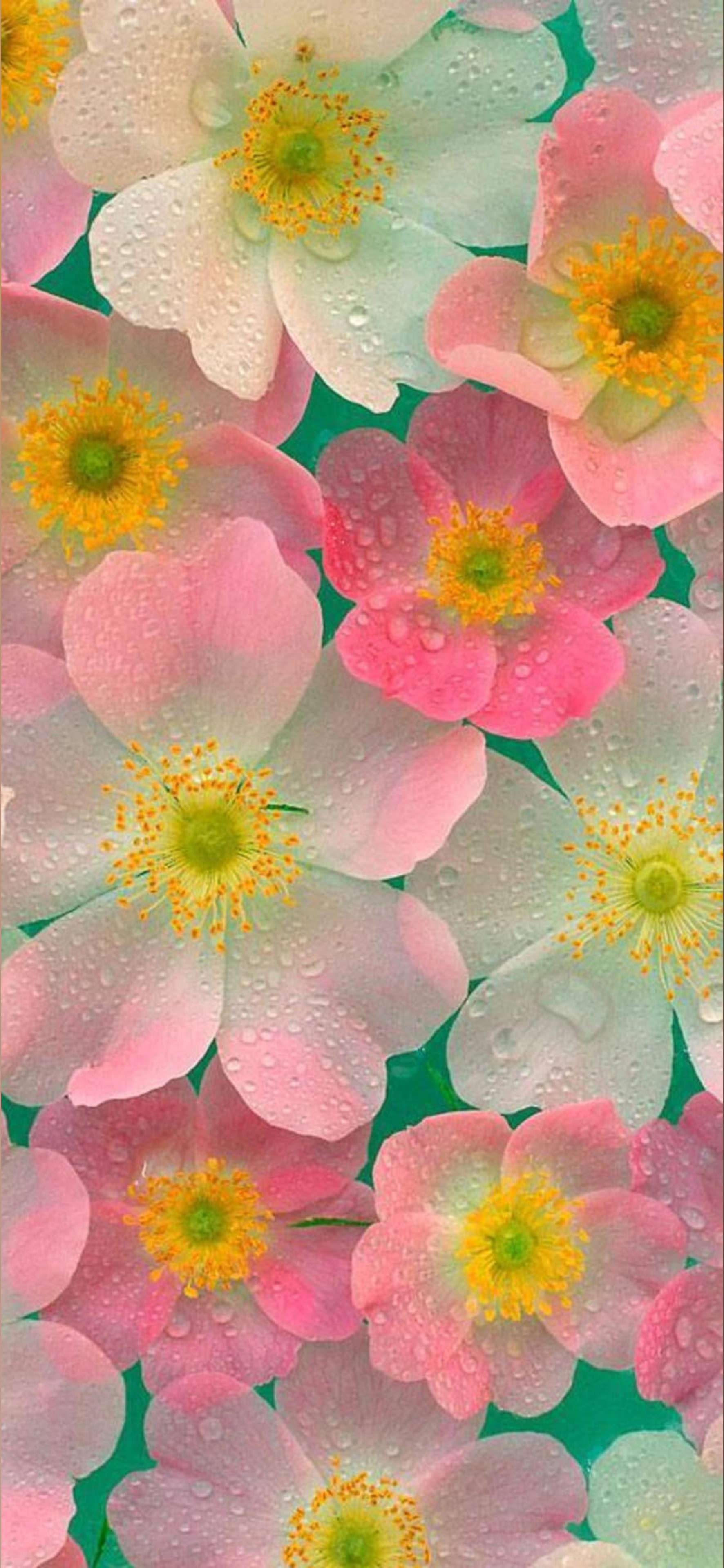 Queen OnlyFans header