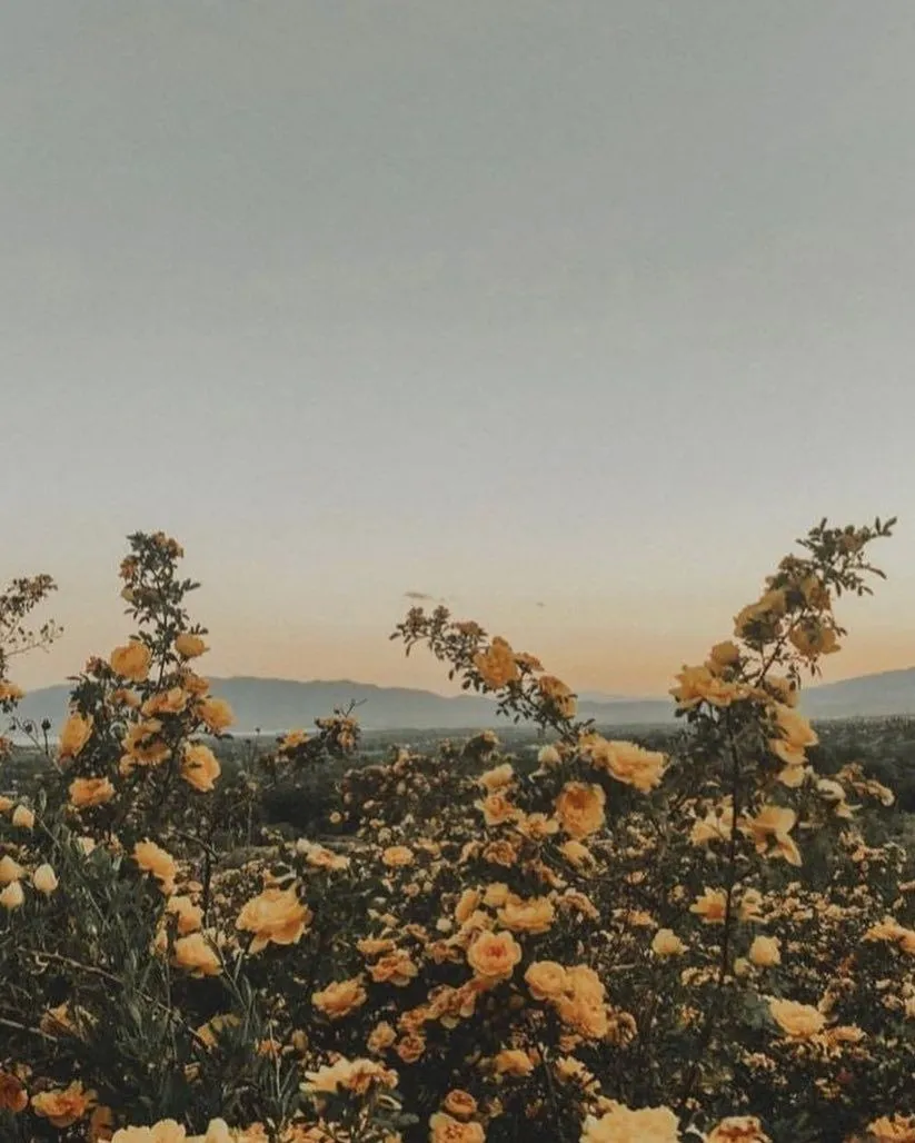 Ashley Mae OnlyFans header