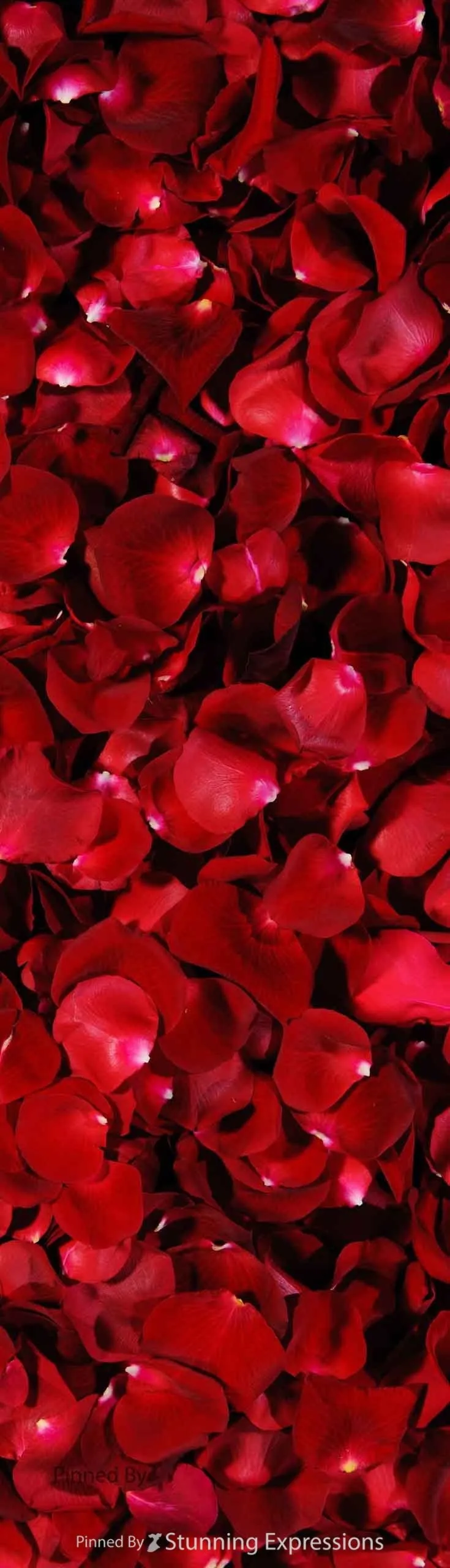 Chloe PrincessCut Santiago OnlyFans header