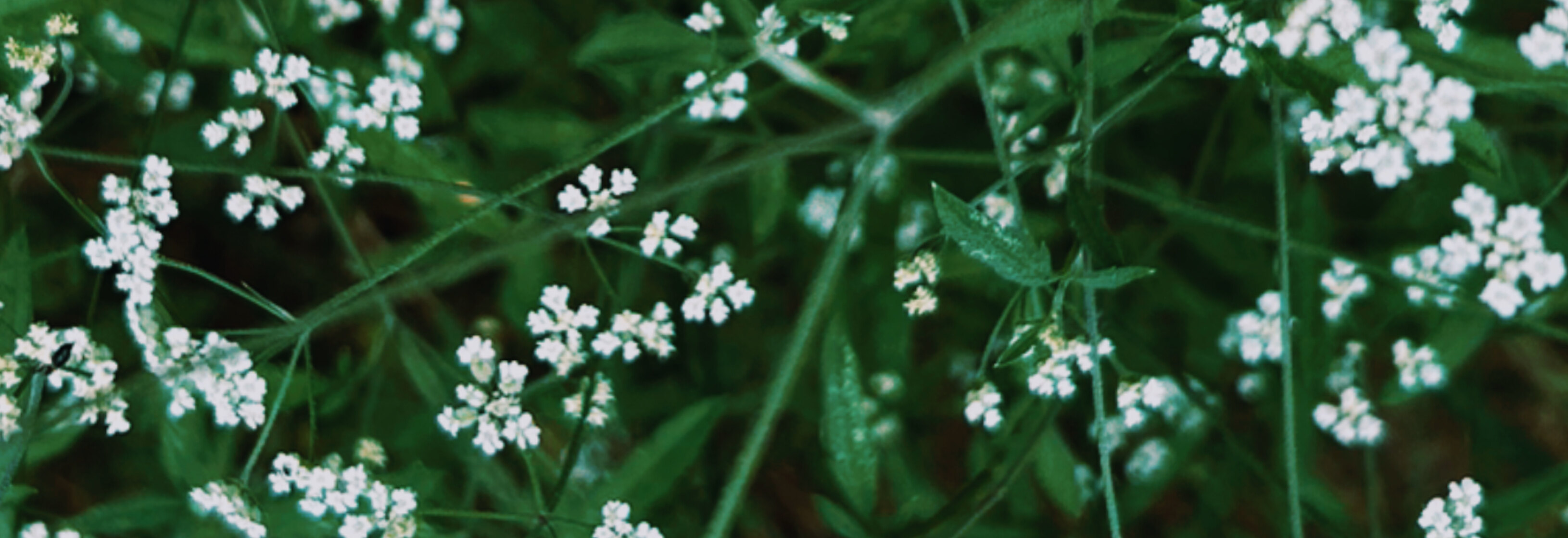 Amber Smith OnlyFans header