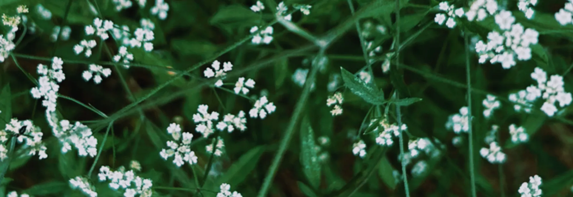 Amber Smith OnlyFans header