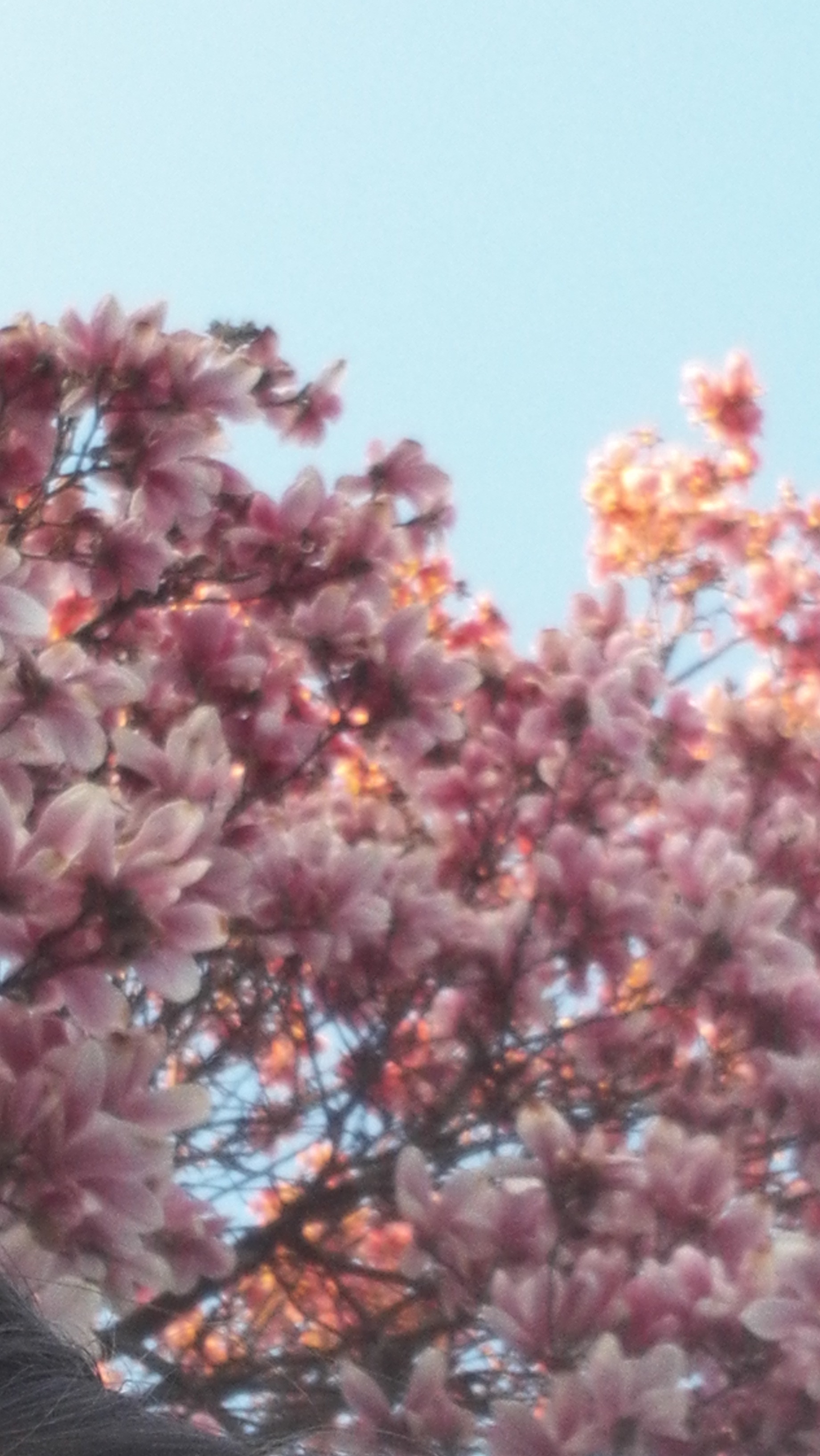 Freesbee OnlyFans header