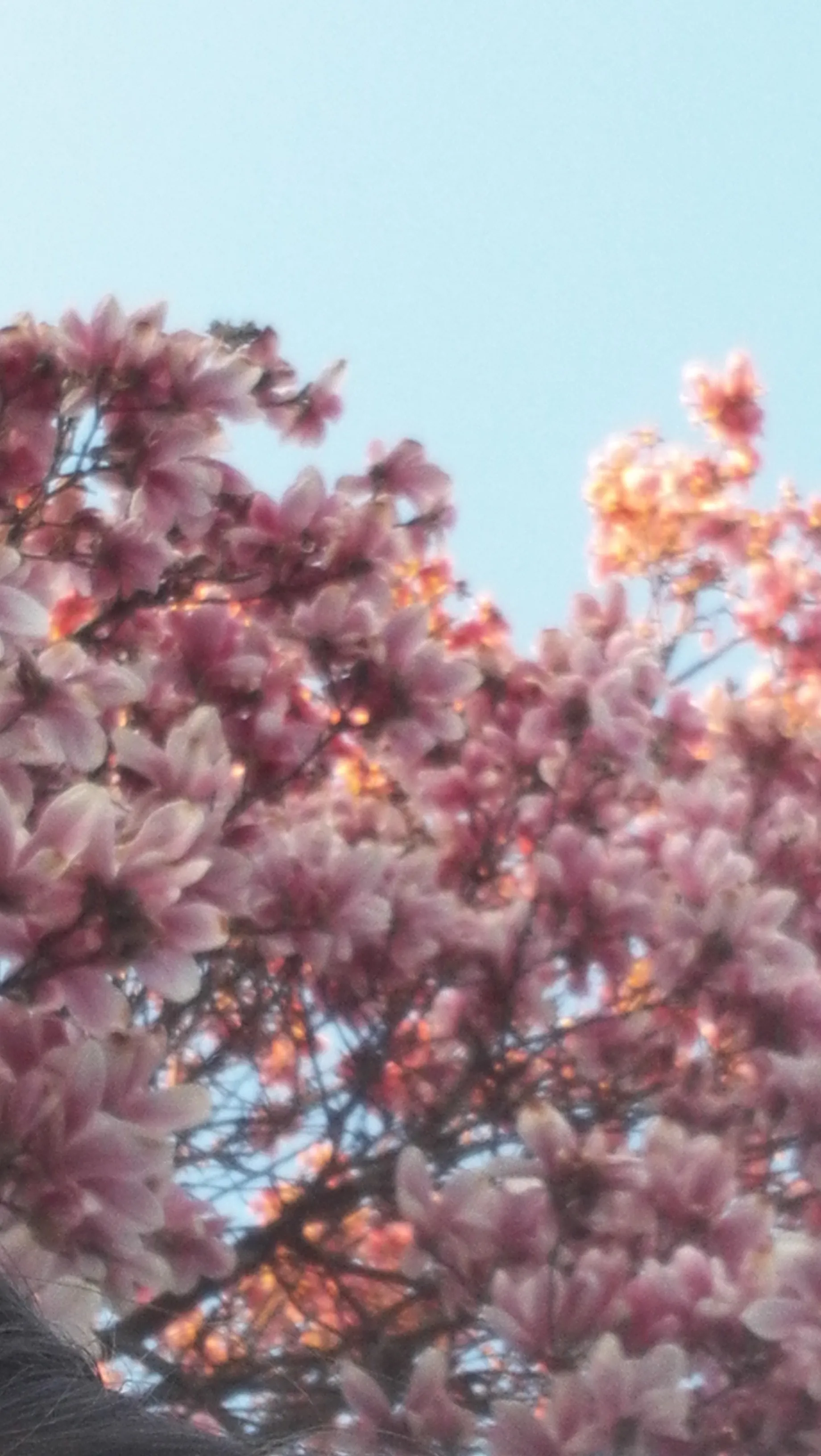 Freesbee OnlyFans header