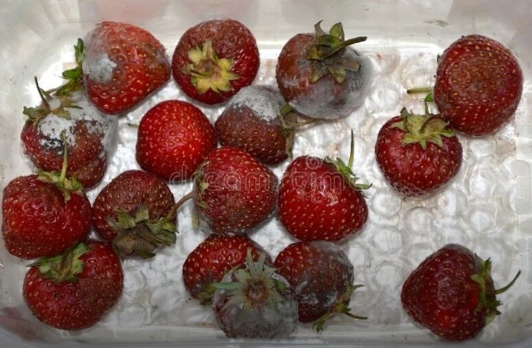 🍓 Fresa OnlyFans header