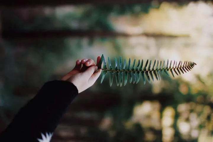 Freya 🌿 OnlyFans header