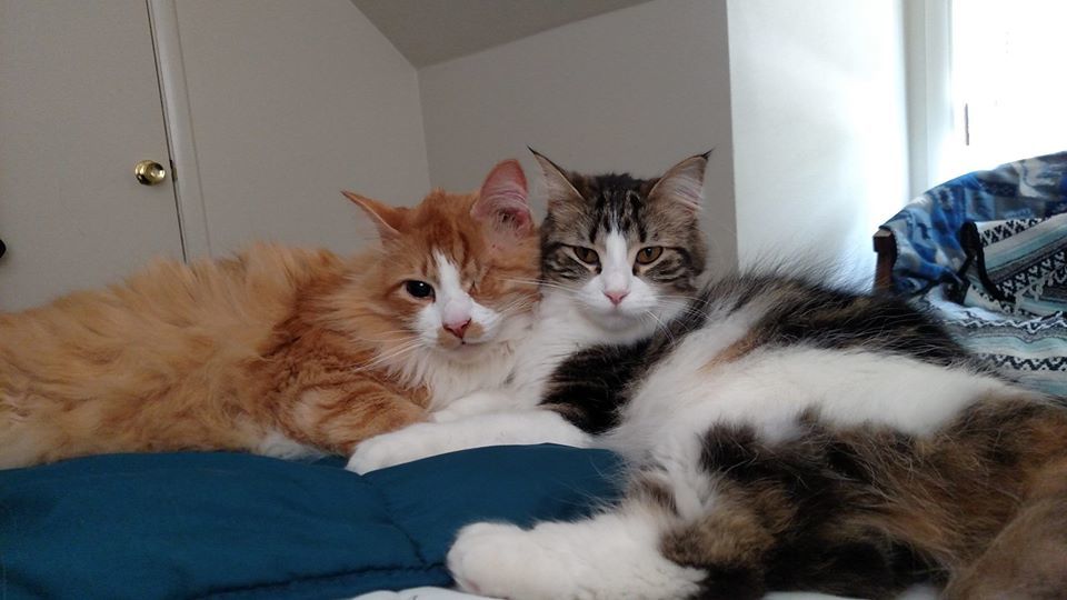 Freyja the Cat OnlyFans header