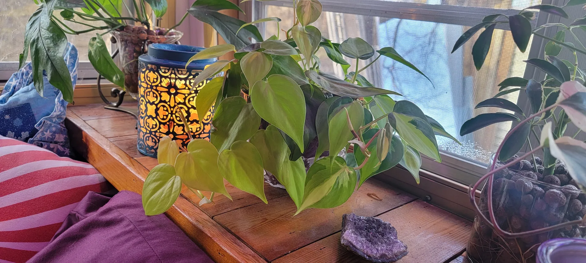 StacE OnlyFans header