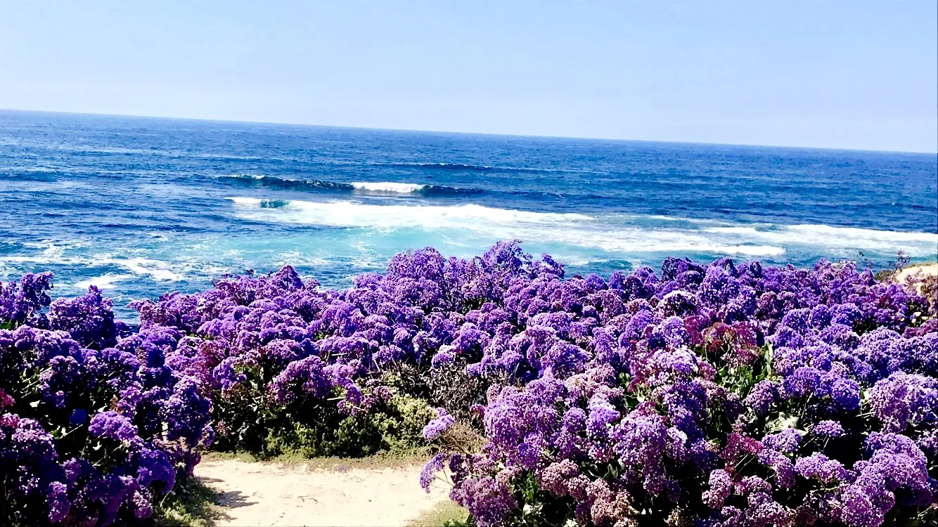 Sierra OnlyFans header