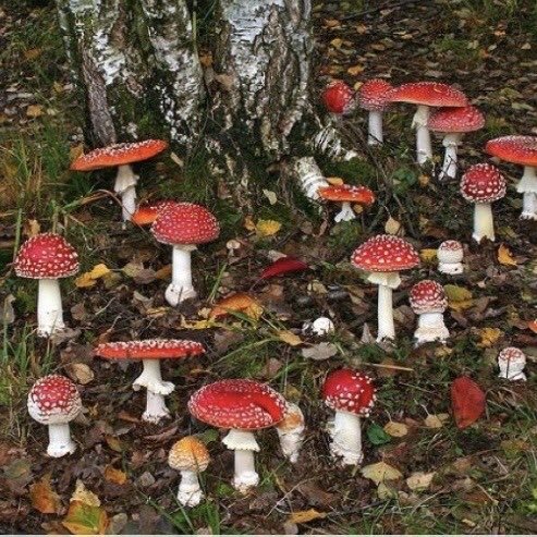 🧸 OnlyFans header