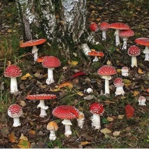 🧸 OnlyFans header