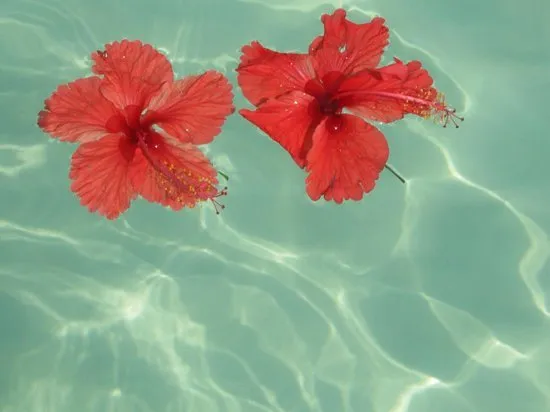 From the Lips Down OnlyFans header