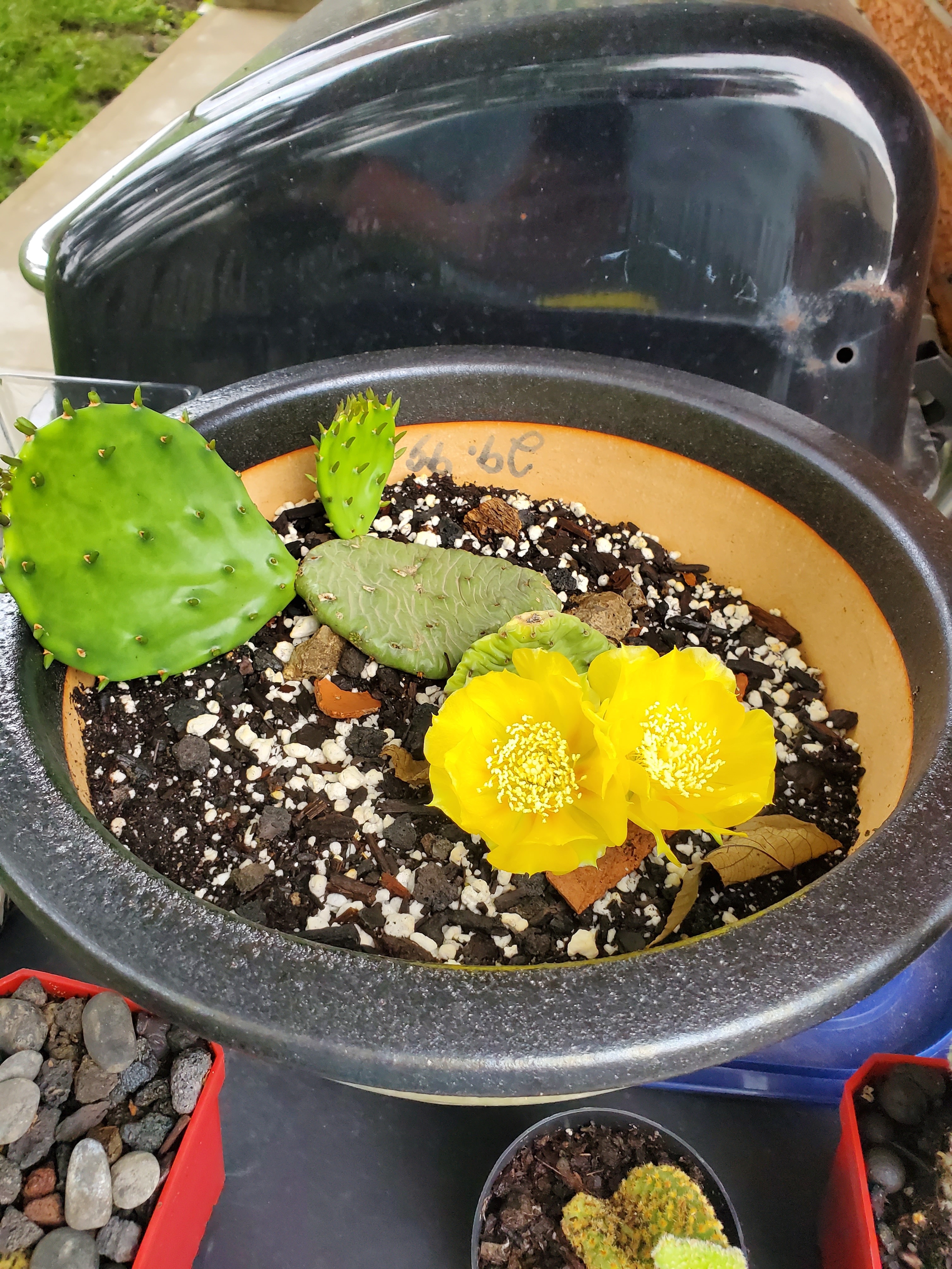 Frozen OnlyFans header