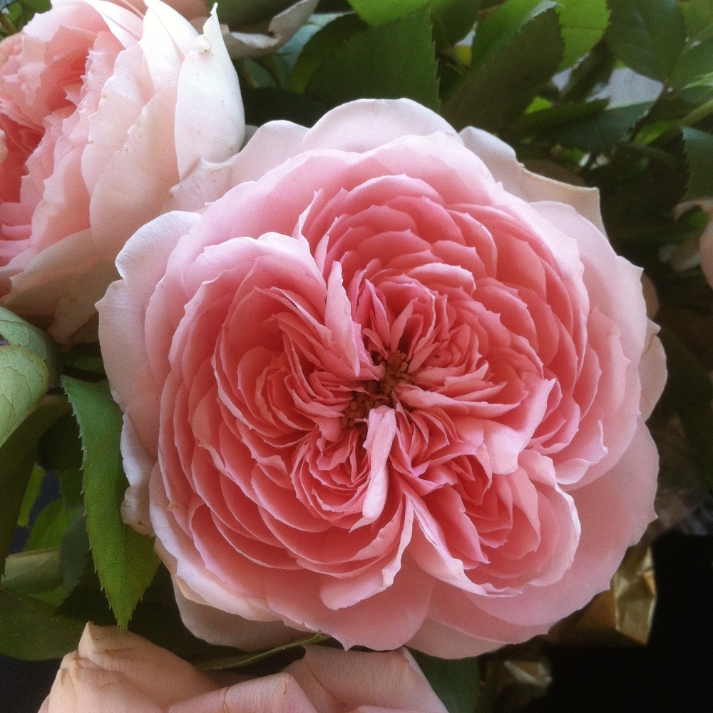 Bunny OnlyFans header