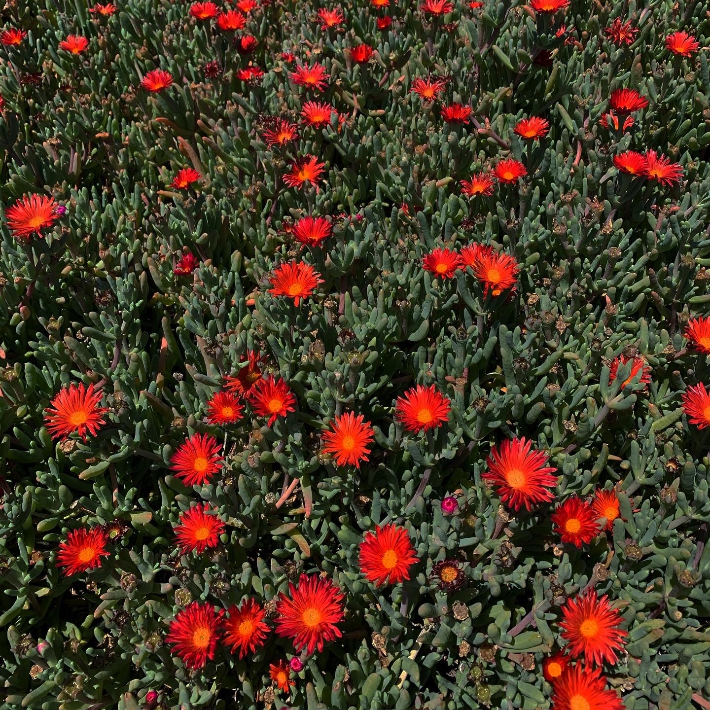 Gabrielle Vex OnlyFans header