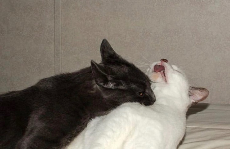 Gabrielle Vex OnlyFans header