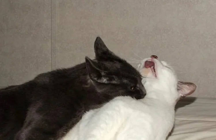 Gabrielle Vex OnlyFans header