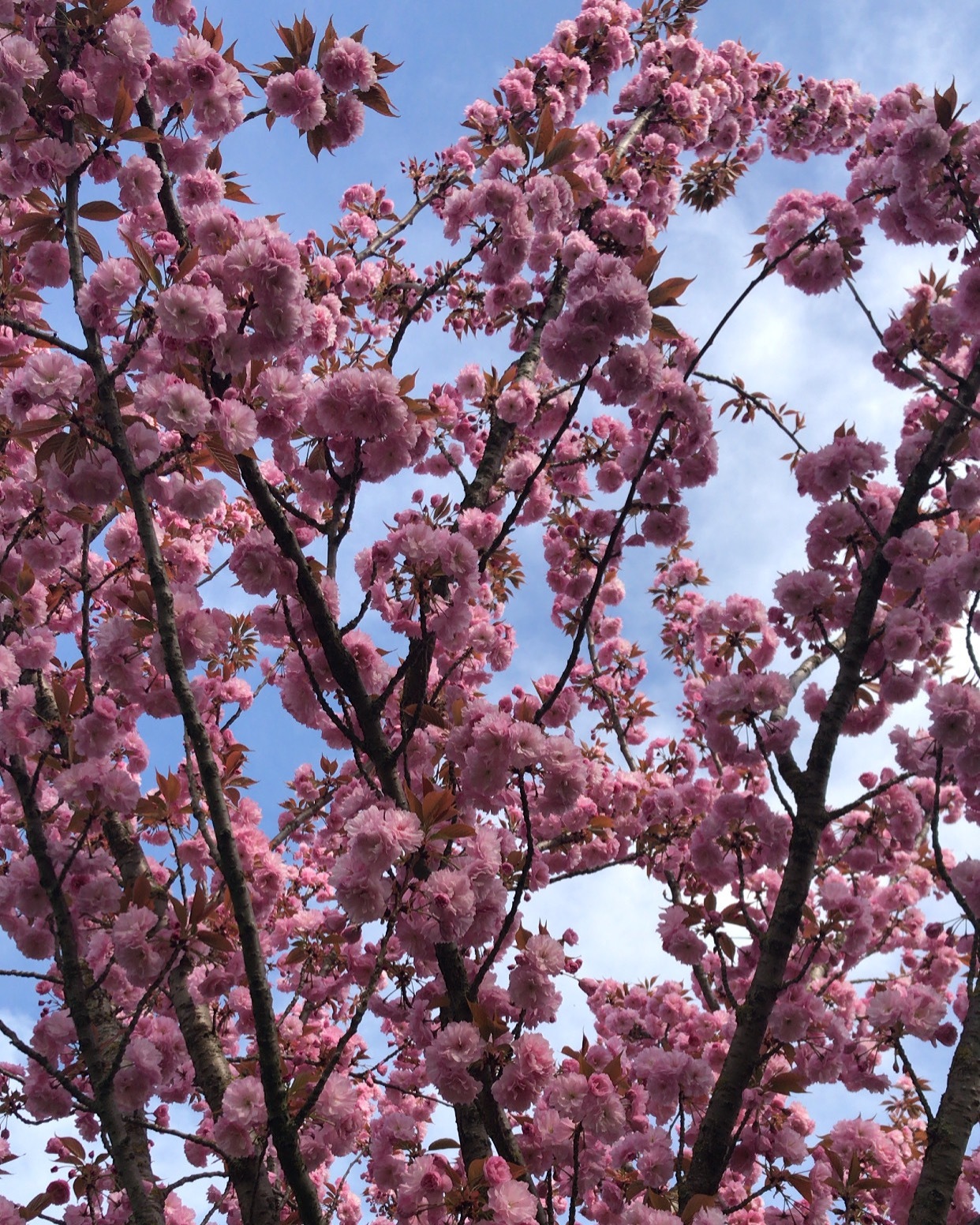 HoneyGelatina OnlyFans header