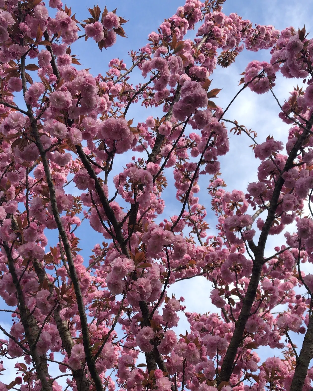 HoneyGelatina OnlyFans header