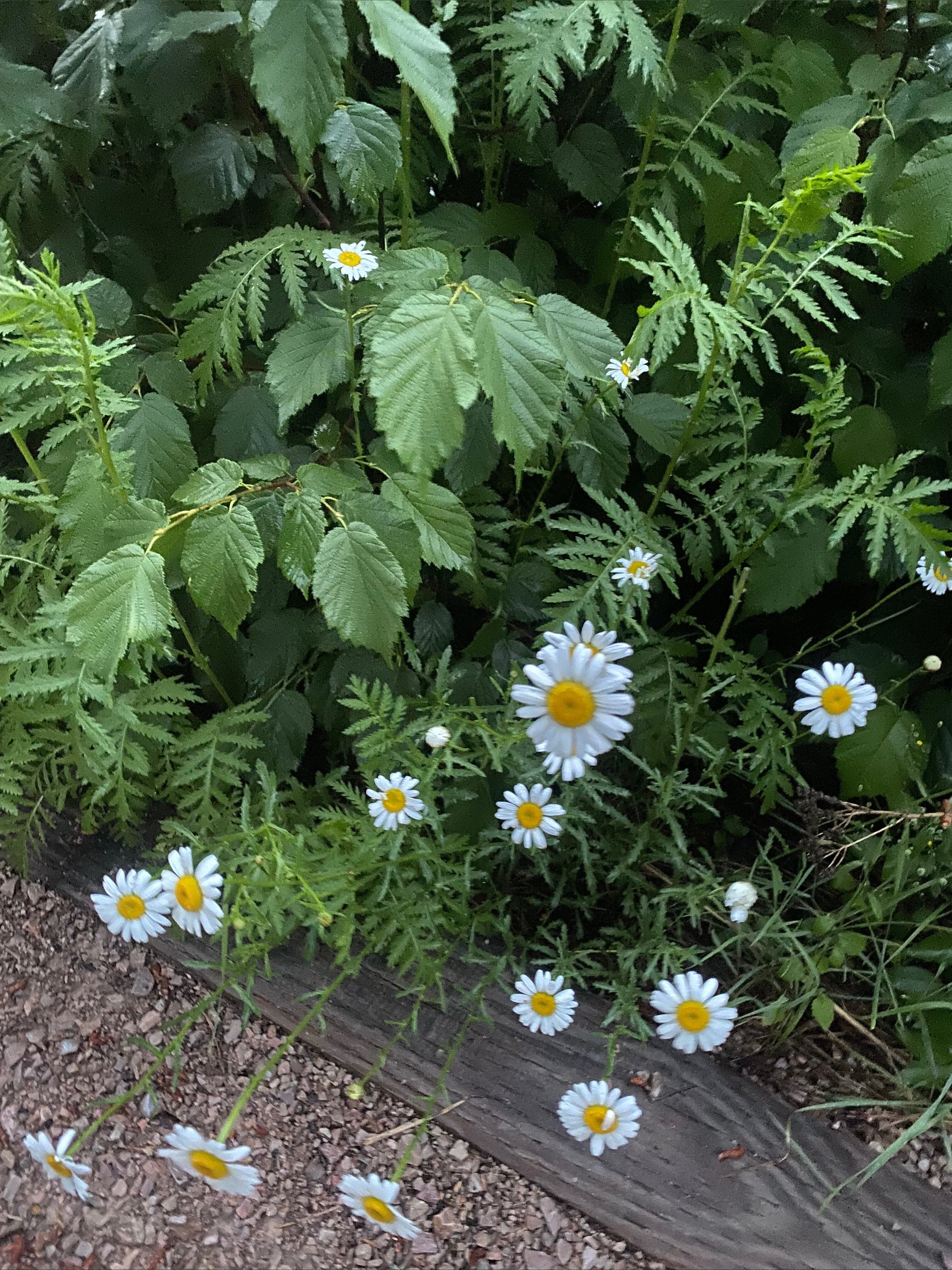 Gem✨ OnlyFans header