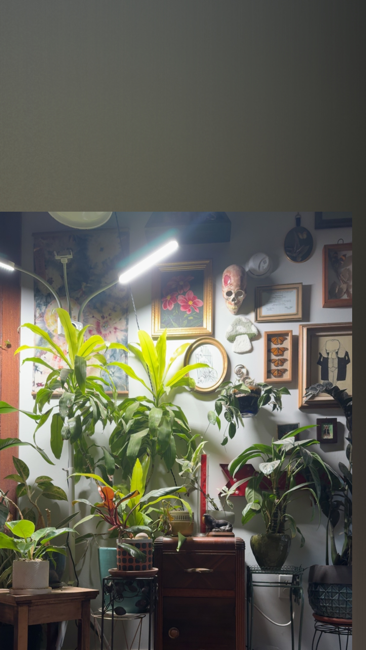 gem rose 🍓 OnlyFans header