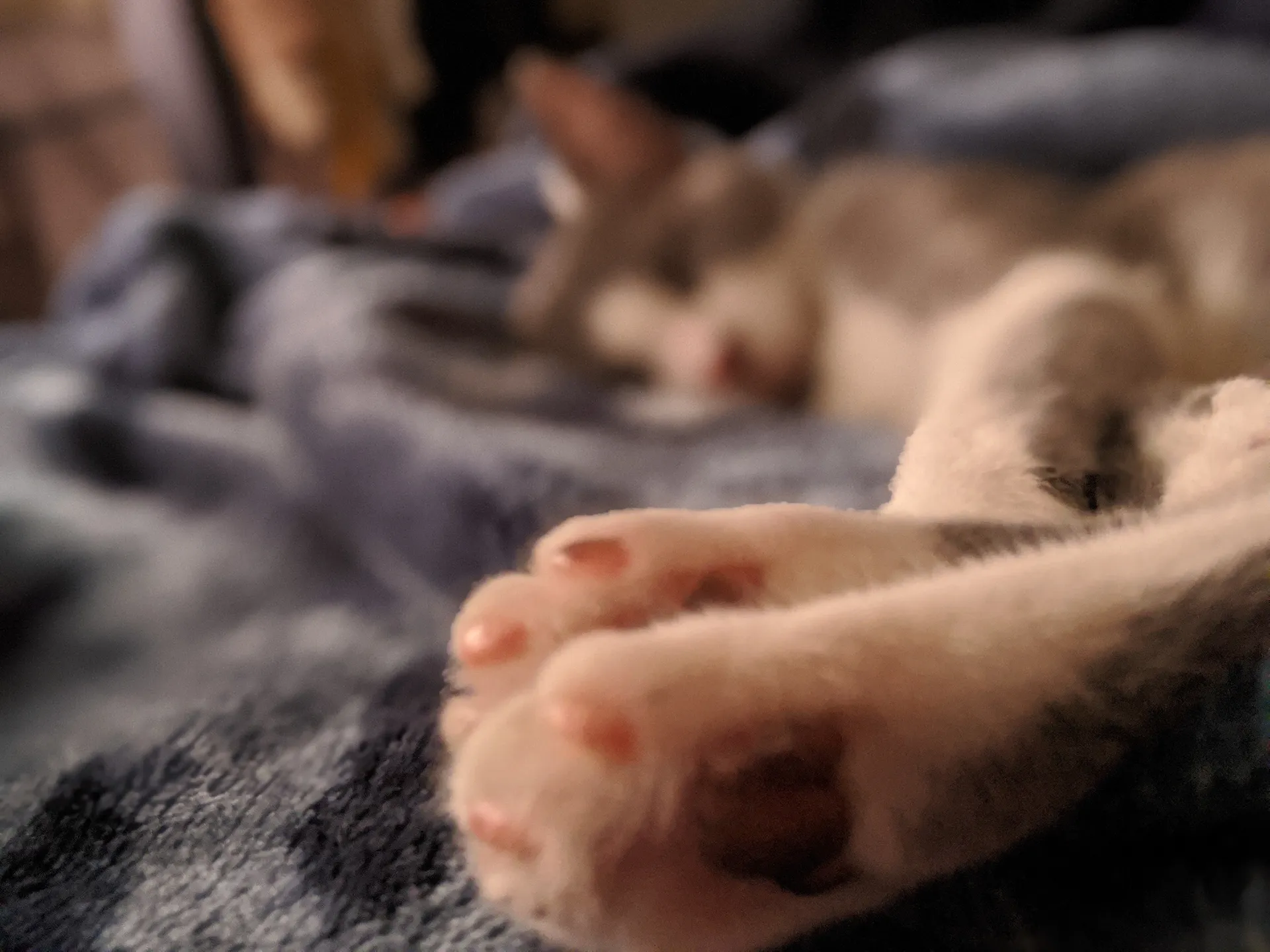 Luna OnlyFans header