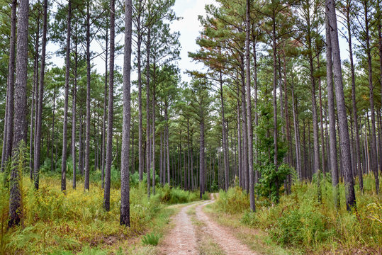 GaCub🐻🐷 OnlyFans header