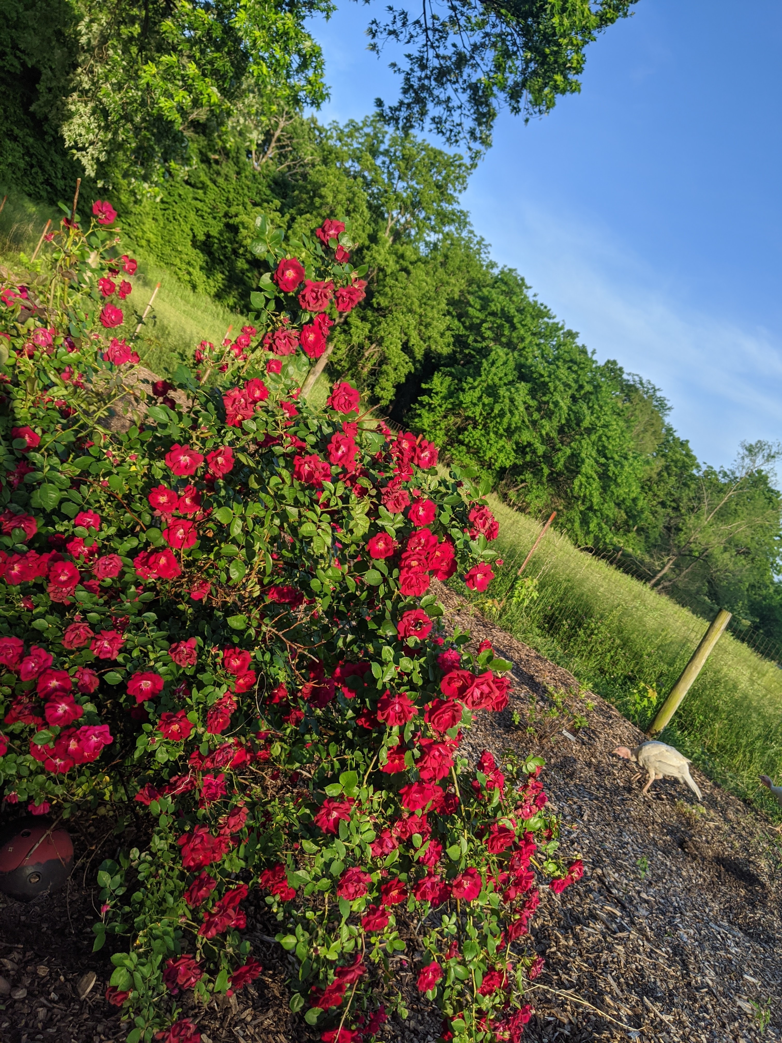 Lexi OnlyFans header