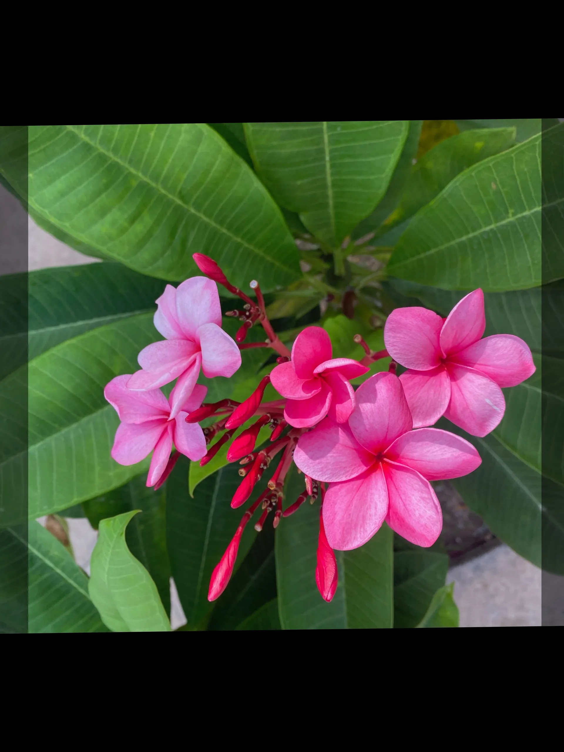 Boner Brad OnlyFans header