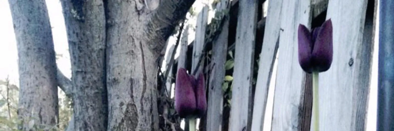 Paul OnlyFans header