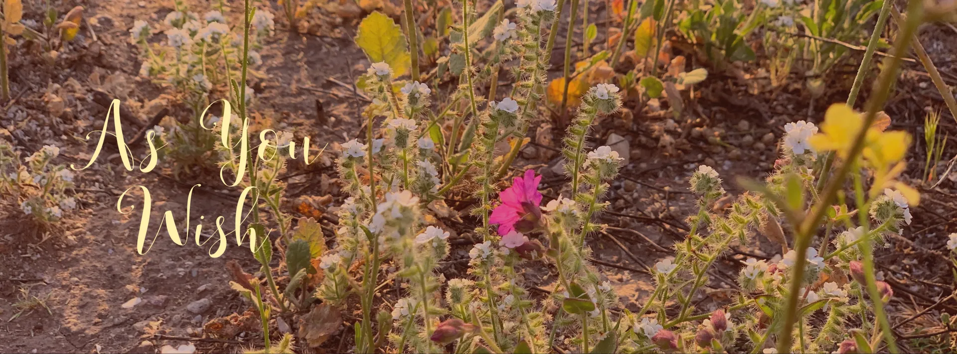 Gigi OnlyFans header