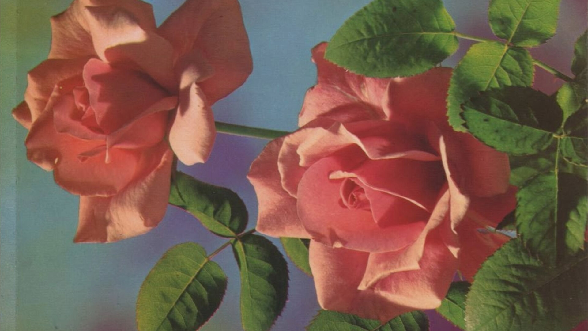 Goddess Cleo OnlyFans header