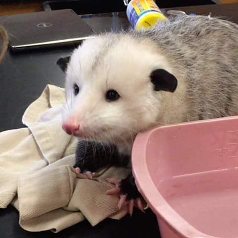 Gremlynne OnlyFans header