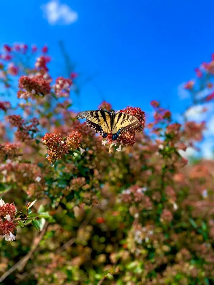 Hannah lile OnlyFans header