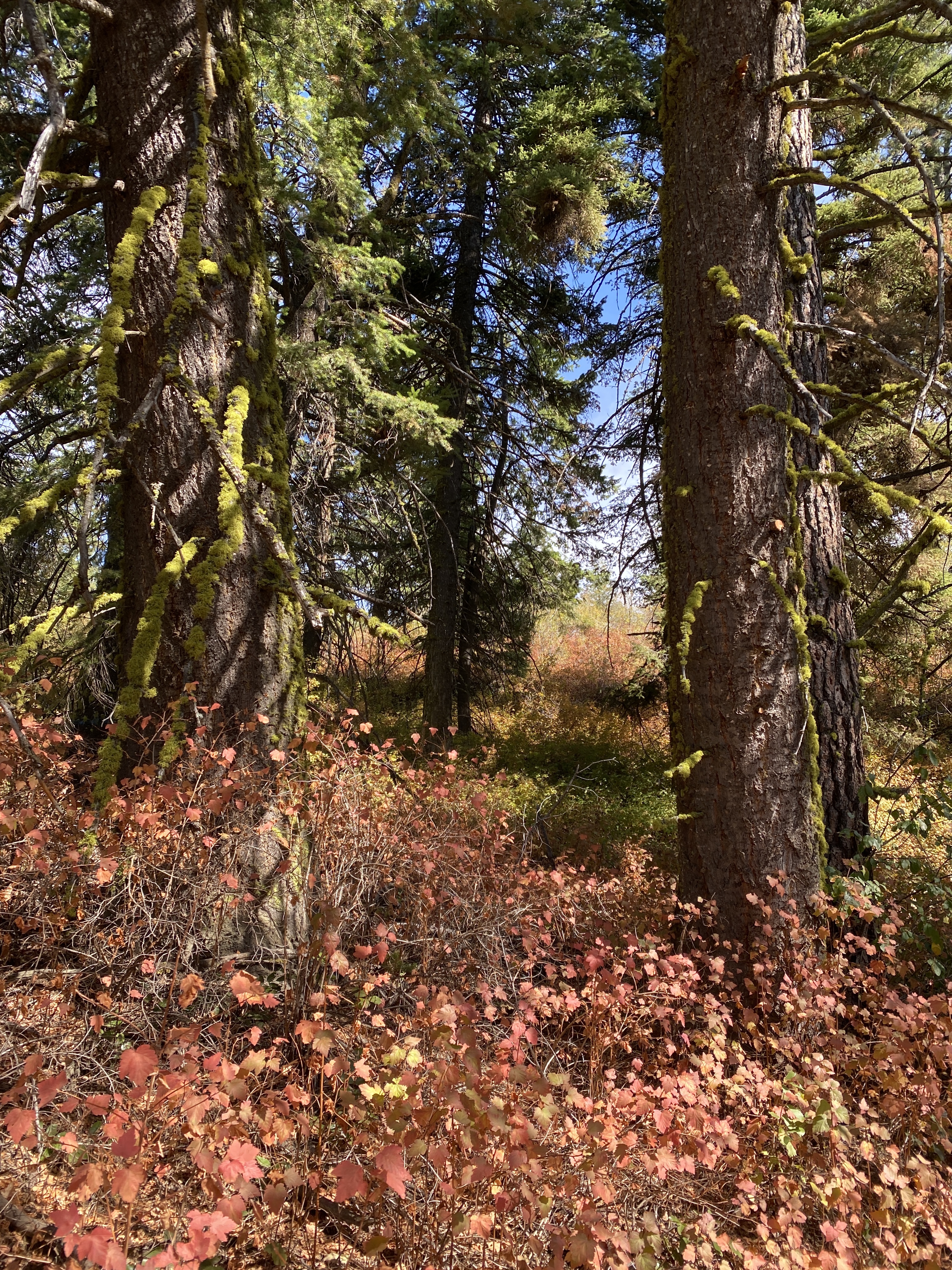 Harper the Fox OnlyFans header