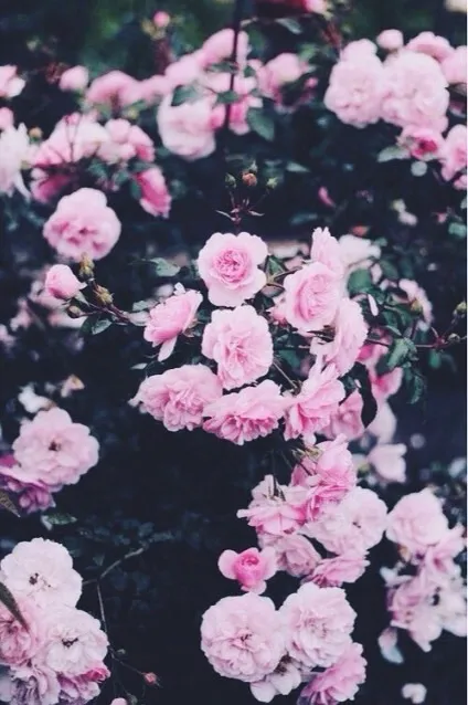 Hell 🌙 OnlyFans header