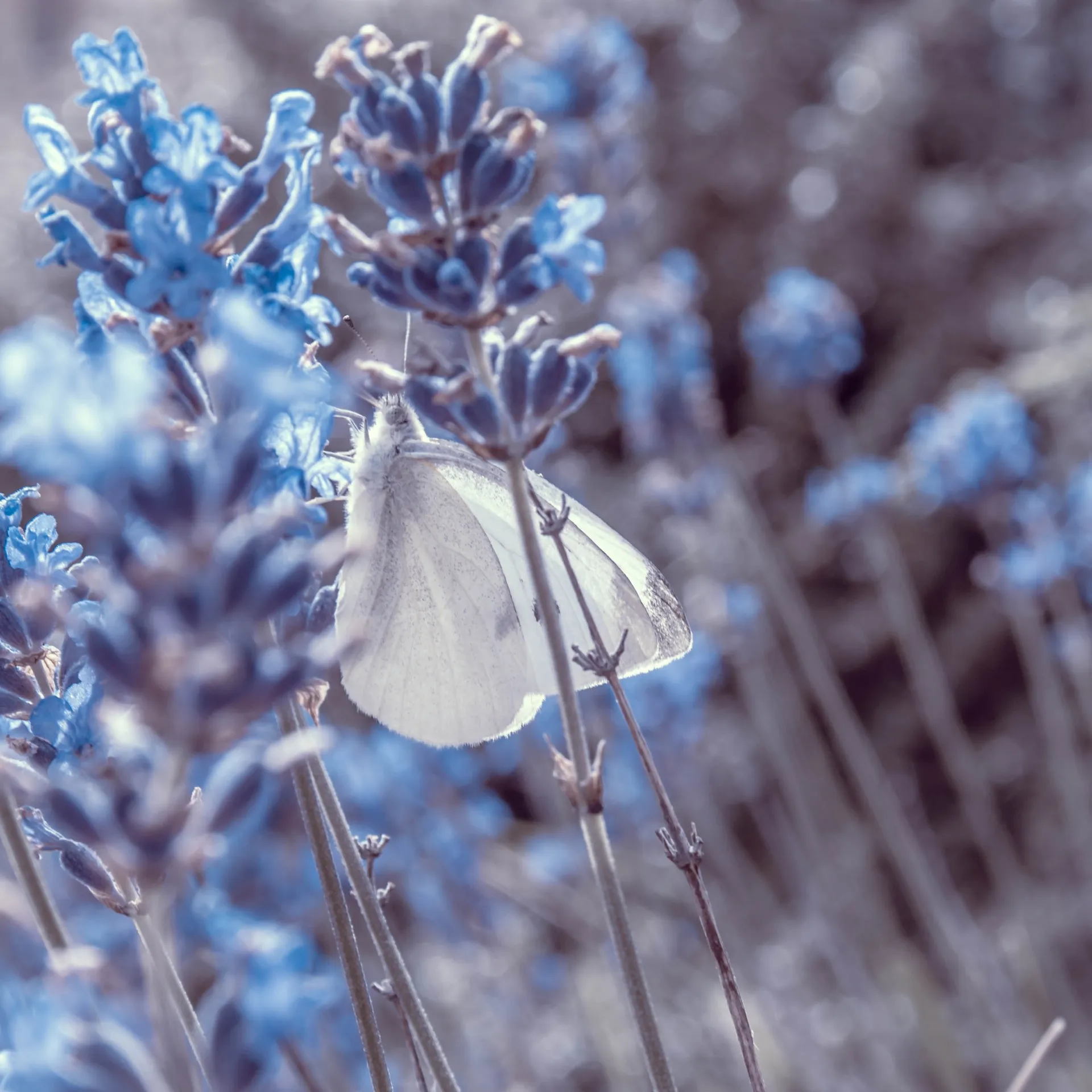 Hennessy (!'m @ B@n@n@Cre@mP!3)🧚‍♀️ OnlyFans header