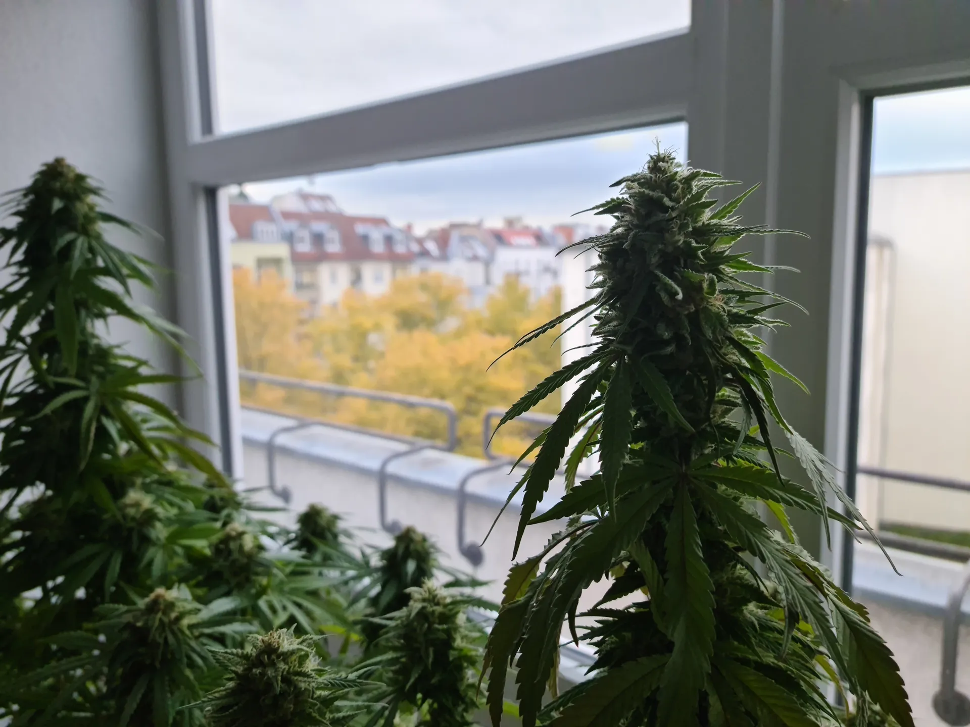 Torsten OnlyFans header