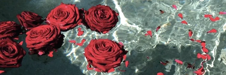 røse OnlyFans header