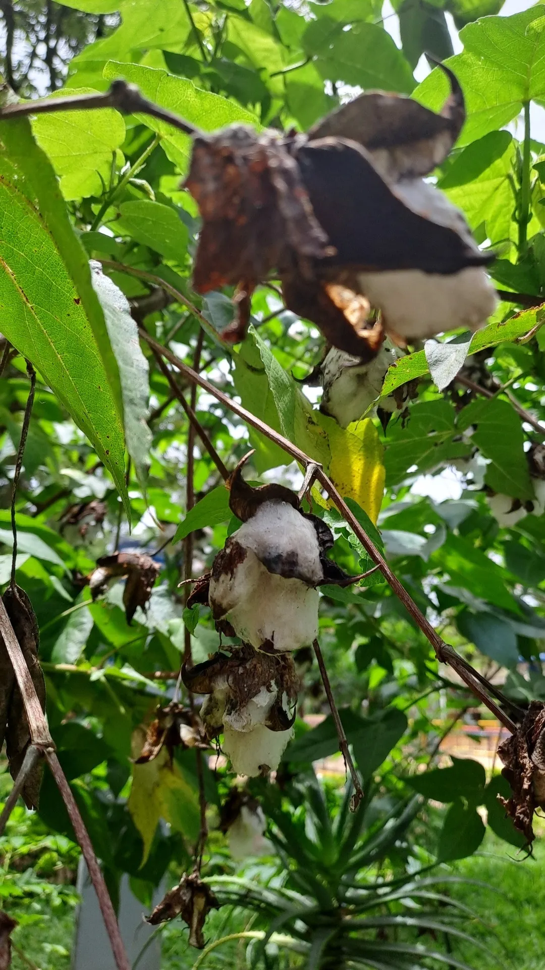 JaguarBb666 OnlyFans header